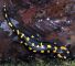 Salamandra salamandra – Salamandra pezzata