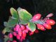 Berberis vulgaris – crespino