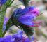 Particolare dei fiori di Echium vulgare – erba viperina