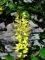 Fiore di Laburnum alpinum – maggiociondolo