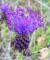 Fiore di Muscari comosum – giacinto dal pennacchio