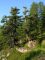 Pinus cembra – pino cembro