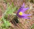Anemone montana – Pulsatilla montana Hoppe