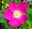 Rosa alpina – Rosa pendulina