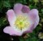 Fiore di Rosa canina – rosa di macchia