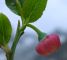 Fiore di Vaccinium myrtillus – mirtillo