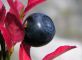 Frutto di Vaccinium myrtillus – mirtillo