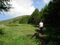 Sentiero al limitare del bosco salendo al Rifugio Mont Fallère
