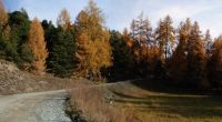 L'entrata nel bosco di pino silvestre e larice in autunno