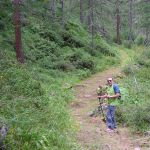 Bosco di larici lungo il sentiero per il lago di Cortina